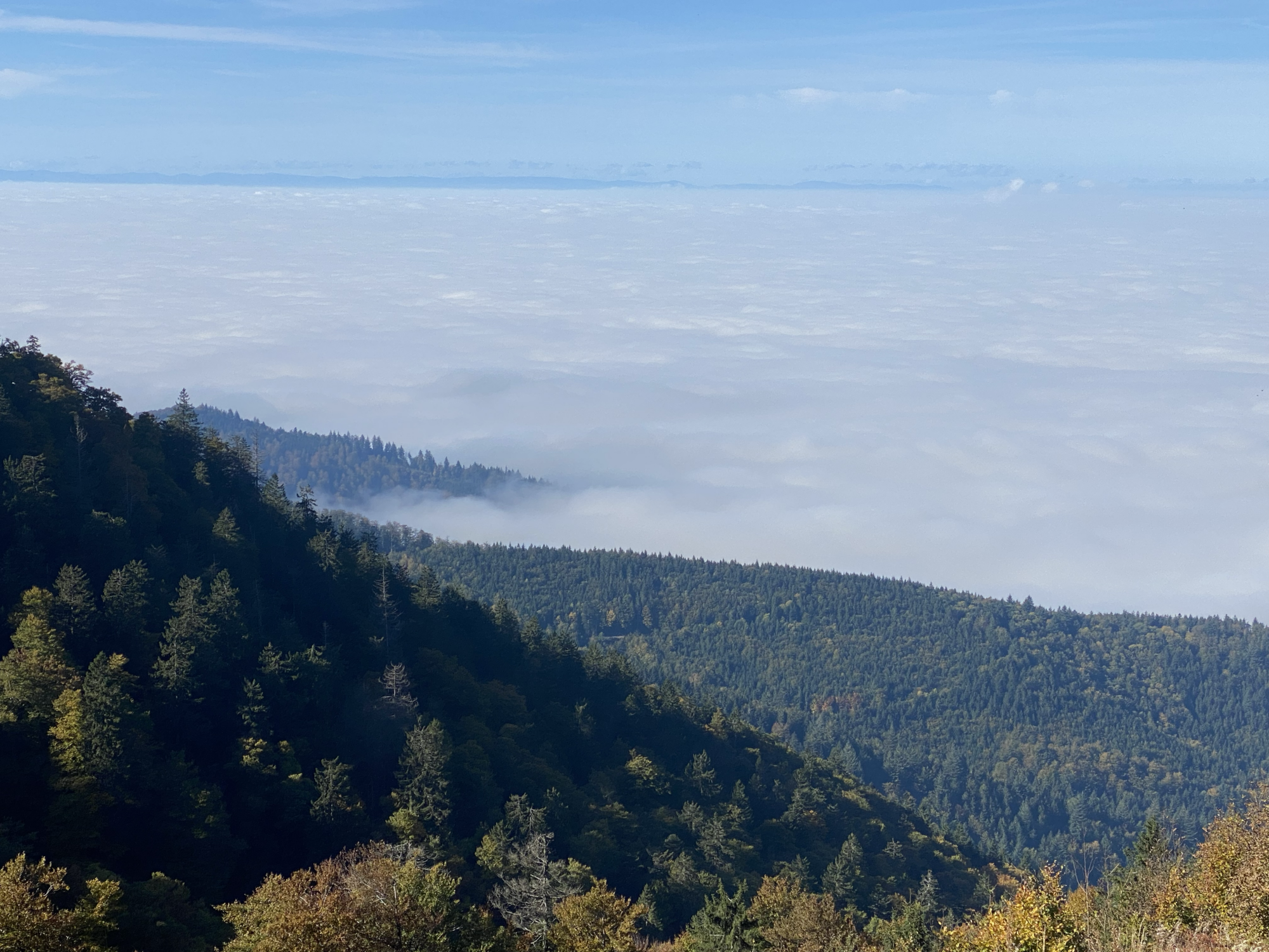 Nebel über bewaldeten Höhen des Schwarzwalds